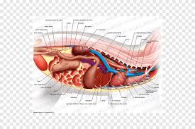 A protective layer that is called the peritoneum, which plays a role in immunity, supporting organs, and fat storage, lines the abdominal cavity. Abdomen Organ Anatomy Human Body Pelvis Abdomen Anatomy Anatomy Abdomen Png Pngegg
