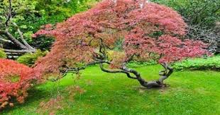 Les 8 Plantes Fetiches D Un Jardin Zen Jardin Japonais Jardin Zen Arbre A Feuillage Persistant