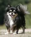 Long Hair Chihuahua Puppies For Sale