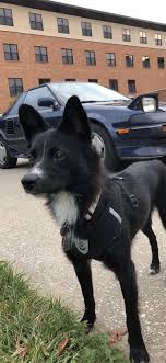Juniper The Schipperke Mix Dogpictures Dogs Aww Cuteanimals Dogsoftwitter Dog Cute Schipperke Dogs Dog Gifs