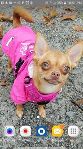 Sep 03, 2017 · how to clip your pet's fur. I Kept Some Of My Dead Dog S Hair Am I Okay Quora