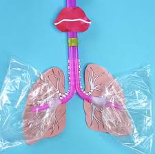 How To Make A Lung Model With Kids Science Projects For Kids Human Body Activities Science For Kids