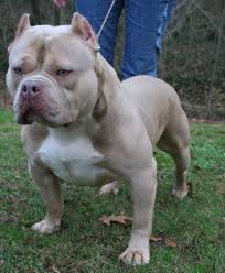 American Bully Dog Black Colour American Bully Champagne Stud Bully Dog Puppies Funny Pit Dog