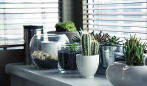 Cacti and succulents are popular because they grow heartily in bad soil conditions and require very little care. Caring For Cacti Succulents Indoor Plants Westland Garden Health