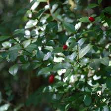 Image result for Carissa bispinosa