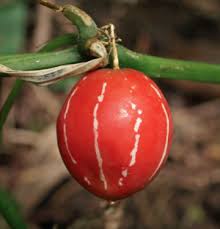 Image result for Diplocyclos