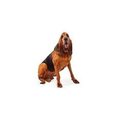 Bloodhound Puppies Petland Ashland Kentucky
