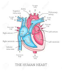 heart diagram with blood flow get rid of wiring diagram