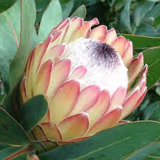 Whether it's protea bouquets, plants, calendars, photographs or protea related specialty items, the protea store is your source for all things protea. Protea Susara Garden Express