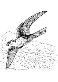 1320x1661 new falcon page to color gallery printable coloring sheet. Falcon Coloring Pages Books 100 Free And Printable