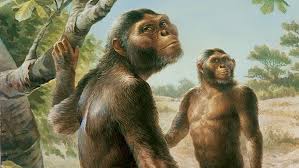 Australopithecus