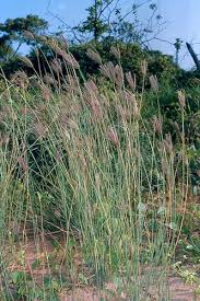 Image result for Chloris pilosa