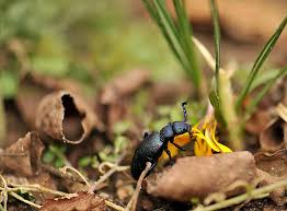 Habe im mehl und in verschiedenen gewürzen kleine schwarze käferlein entdeckt. Klein Natur Insekt Tierwelt Kafer Schwarze Und Blaue Blasenkafer Krokus Essen Fruhling Garten Nahansicht Pikist