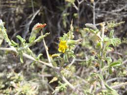 Image result for Melolobium