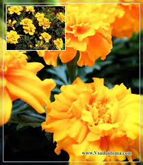 Some have mahogany colors and striping, like the 'harlequin' ones. Flowers Marigolds Photo Cultivation And Reproduction A Site About A Garden A Summer Residence And House Plants