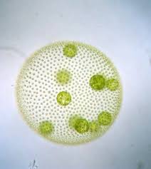 Volvox Fav Protists Print Patterns Teaching Middle School
