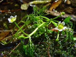Image result for Ranunculus rionii