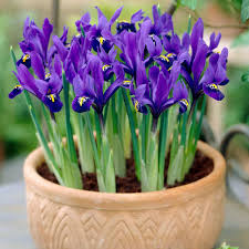 We did not find results for: Buy Iris Reticulata Pixie J Parkers Dutch Bulbs
