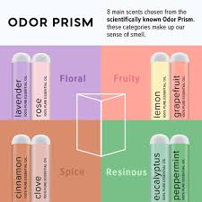 Image result for Olfactory Training