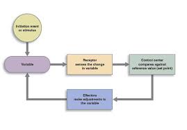 homeostasis and feedback loops anatomy and physiology i