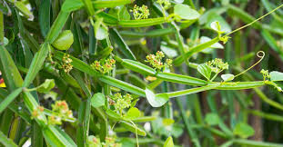 Cissus Quadrangularis Uses Benefits Side Effects And Dosage