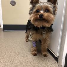 Paul animal hospital is located in ramsey county of minnesota state. St Paul Pet Hospital 15 Photos 38 Reviews Veterinarians 377 Dayton Ave Saint Paul Mn Phone Number