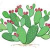 Find & download free graphic resources for prickly pear cactus. 1