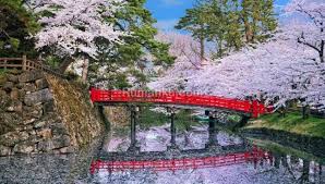 4 taman bunga di korea ini wajib dikunjungi saat musim panas. Inilah Taman Bunga Sakura Menarik Di Korea