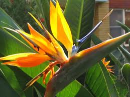 Bird Of Paradise Plant Varieties Australia Pin On Poison Plants To Cats