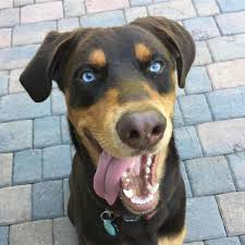 Husky Doberman Mix Facts Alpha Paw