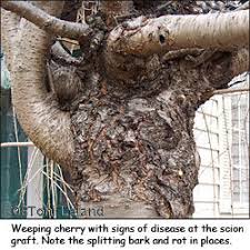 Apricot, cherry, peach, and plum. Understanding Grafted Ornamental Trees Dave S Garden