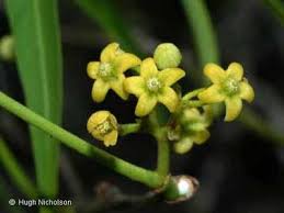 Image result for Secamone