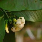 Image result for Picralima nitida