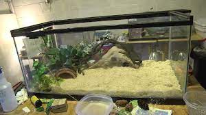 How To Setup A Corn Snake Enclosure Corn Snake Snake Enclosure Pet Snake