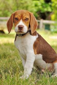 Beagle Welpen Hund Hunde Fotos Hunde Beagle