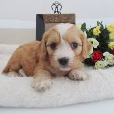 Scroll down to see each litter, if any are available, slide shows of past puppies, and. Cavapoo Puppies For Sale Canton Oh 235902 Petzlover