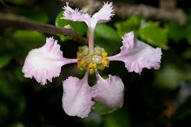 Image result for Malpighiaceae