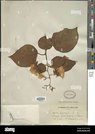 Image result for Cordia africana