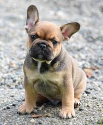 However, they can be pretty pricey. Mini French Bulldog Rescue L2sanpiero