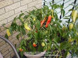 That's a pretty large range. Hot Banana Pepper Capsicum Annuum Hungarian Hot Wax In The Peppers Database Garden Org