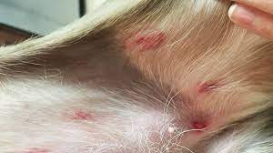 Could You Recognize This Common Bug Bite On Your Pet Animal Humane Society