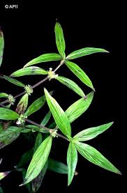 Image result for Heywoodia