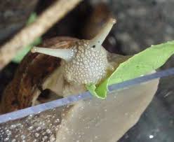 Comment Faire Un Elevage D Escargots Domestiques Pratique Fr Elevage Escargot Escargot Escargot De Bourgogne