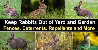 You can often deter them from your garden plants with sme. How To Keep Rabbits Out Of Yard And Garden Fences Deterrents Repellents