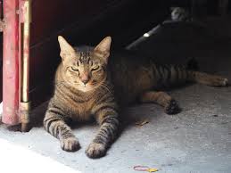 End of life care for cats and dogs with cancer. Transitional Cell Carcinoma Lap Of Love