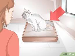 One or more of the following tests will help your team determine the stage of a gastric tumor this scan involves the injection of a small amount of a radioactive substance that reveals any cancerous cells. How To Tell If Your Cat Is Constipated 8 Steps With Pictures