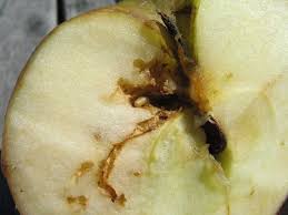 Maybe you would like to learn more about one of these? Pop Tips When Apple Maggots Attack Philadelphia Orchard Project