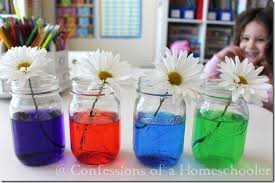 Experiment with rainbow colored flowers & celery. Science Experiment Colored Flowers Confessions Of A Homeschooler