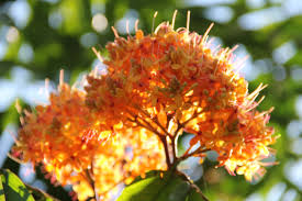 Maybe you would like to learn more about one of these? Pin On Flowering Trees Of Treeworld For South Florida