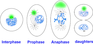 Like interphase, cytokinesis isn't a part of. Asymmetric Mitosis Unequal Segregation Of Proteins Destined For Degradation Pnas